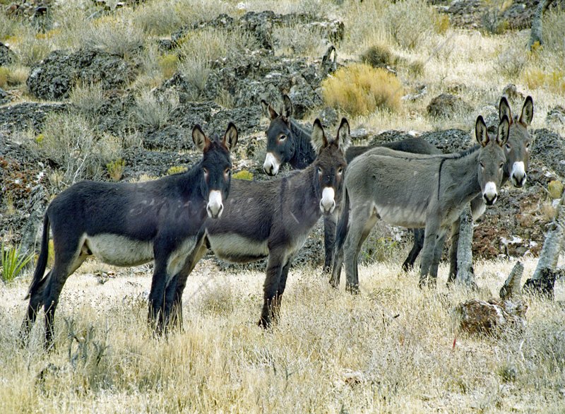 Wild Burros - Click Image to Close