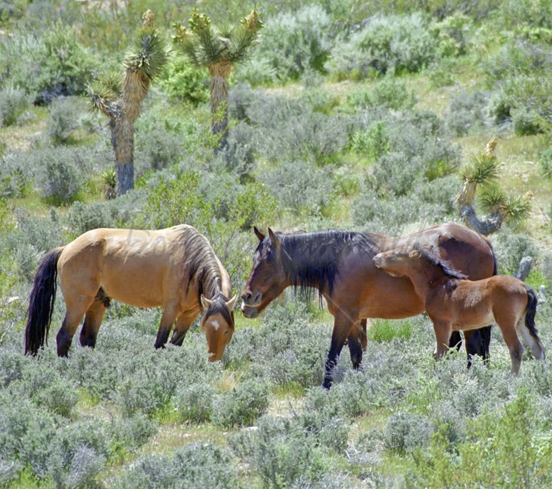 Wild Horses at Wilson Tank - Click Image to Close