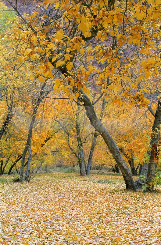 Autumn Colors - Click Image to Close