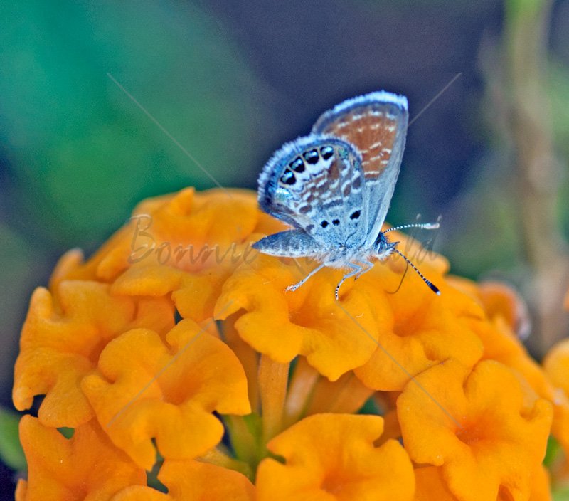 Western Pygmy Blue Butterfly - Click Image to Close