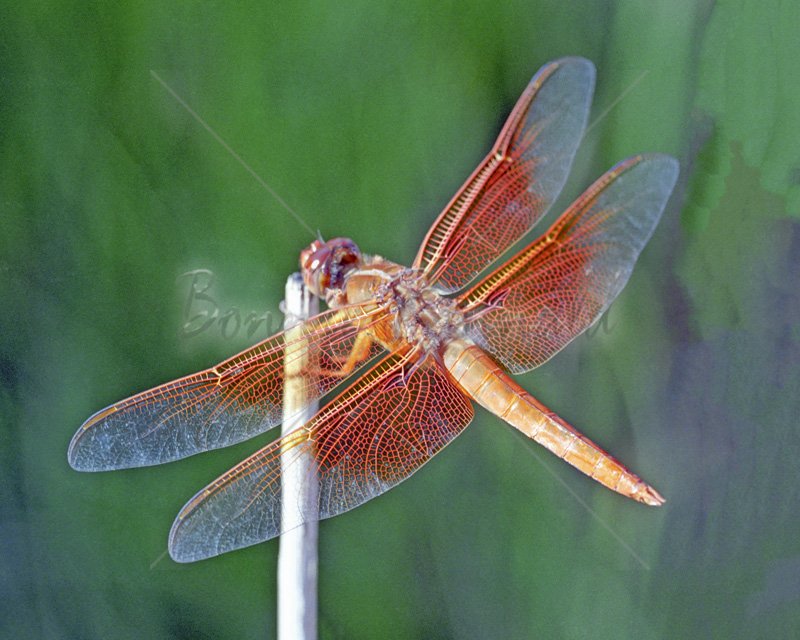 Flame Skimmer Dragonfly - Click Image to Close