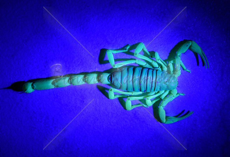 Giant Desert Hairy Scorpion - Click Image to Close