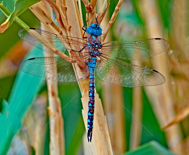 Blue-eyed Darner - Click Image to Close