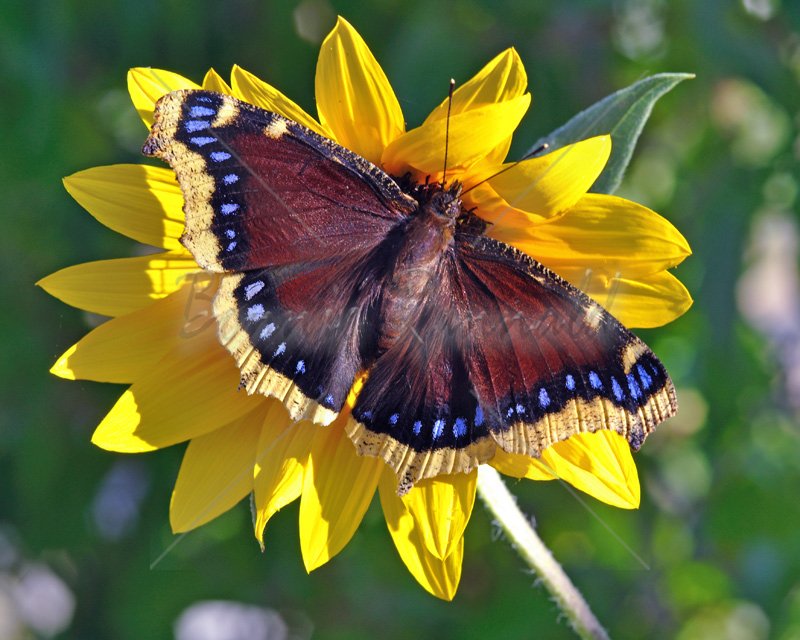 Mourning Cloak Butterfly - Click Image to Close