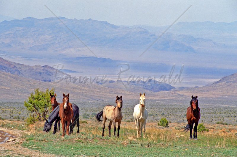 Wild Horses at Cold Creek, NV - Click Image to Close