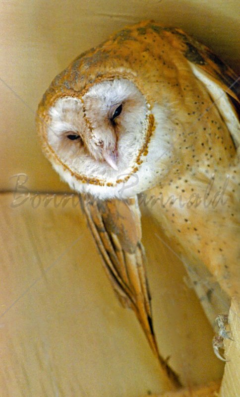 Barn Owl - Click Image to Close