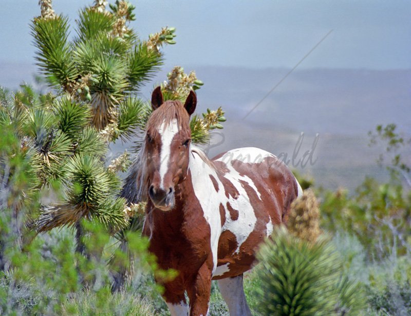 Wild Paint Stallion - Click Image to Close
