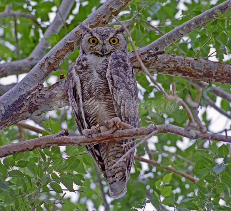 Great Horned Owl - Click Image to Close