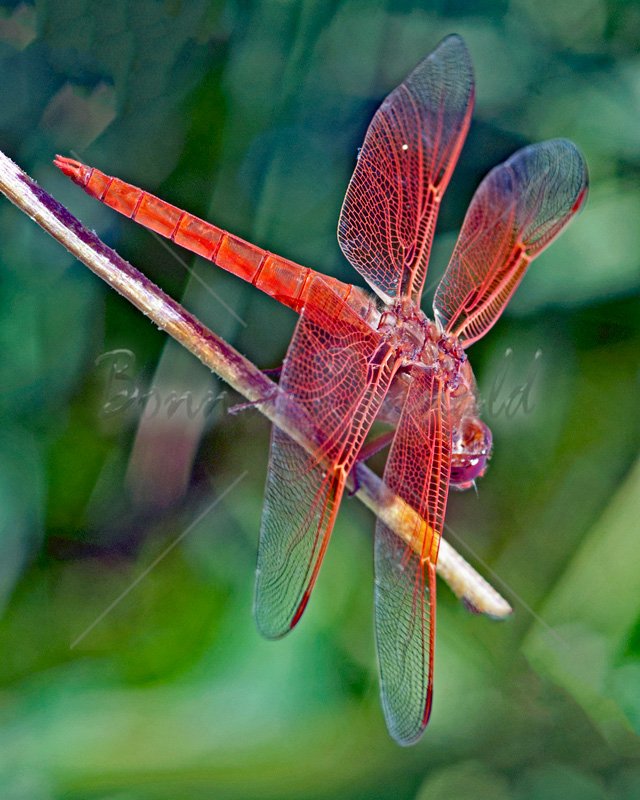 Male Flame Skimmer - Click Image to Close