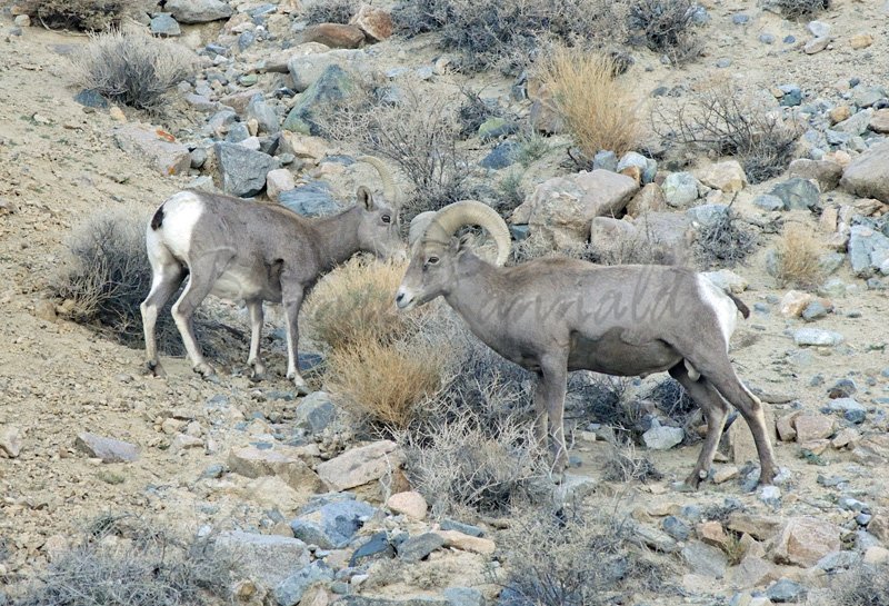 Ram and Ewe Desert Bighorn Sheep - Click Image to Close