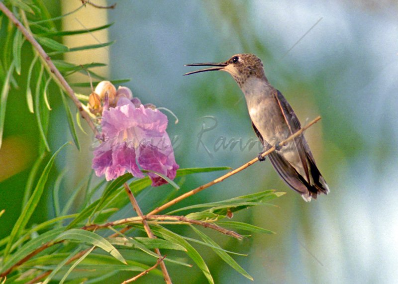 Hummingbird Singing - Click Image to Close