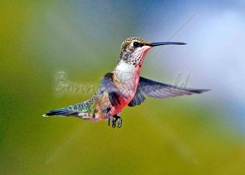 Fantasy in Flight - Click Image to Close