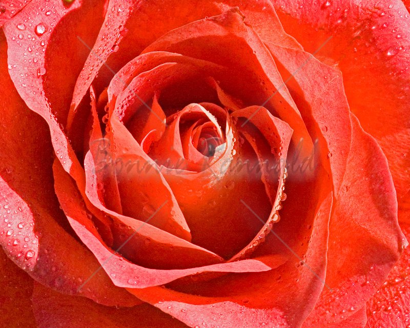 Coral Rose - Click Image to Close