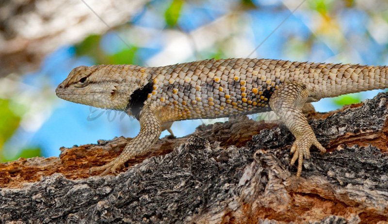 Yellow-backed Spiny Lizard - Click Image to Close