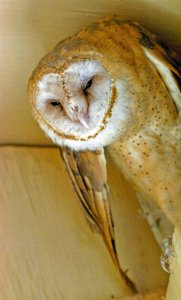 Barn Owl