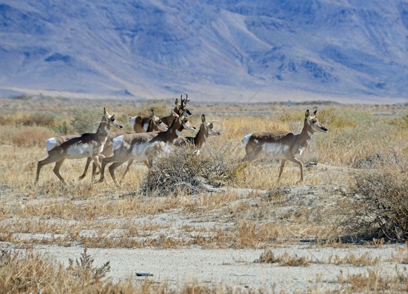 Pronghorns of Nevada - Click Image to Close