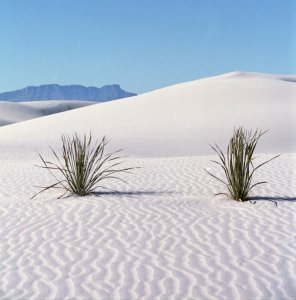 Twin Yuccas