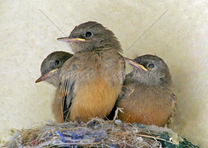 Say's Phoebes - Click Image to Close