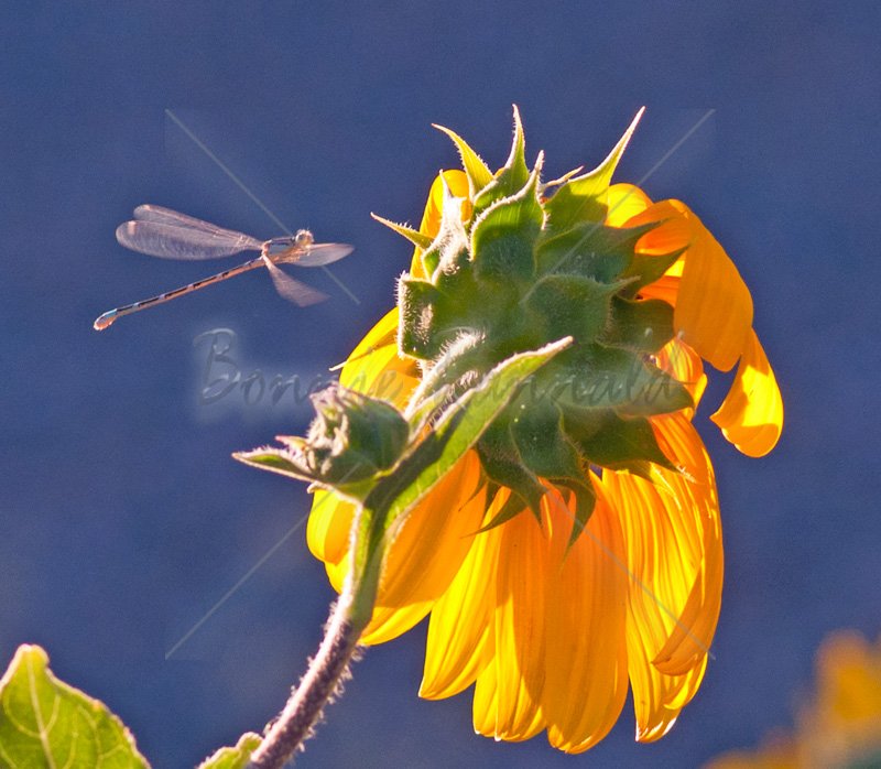 Damselfly and Sunflower - Click Image to Close