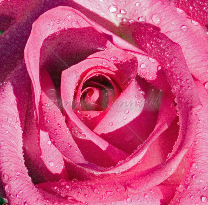 Pink Rose - Click Image to Close