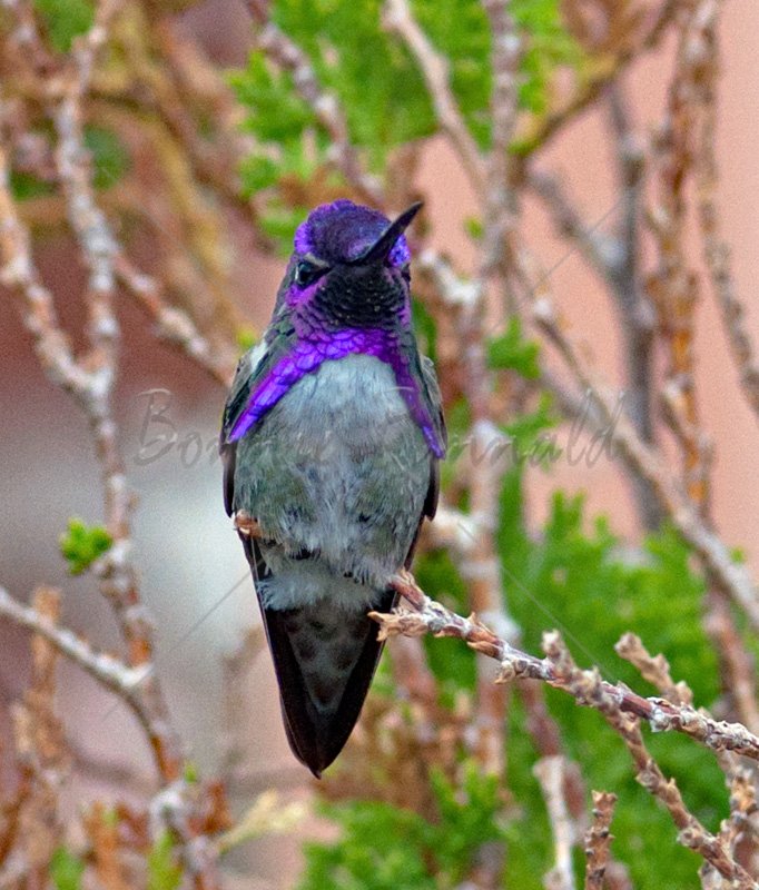 Costa's Hummingbird - Click Image to Close