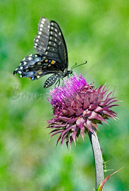 Black Swallowtail Butterfly - Click Image to Close