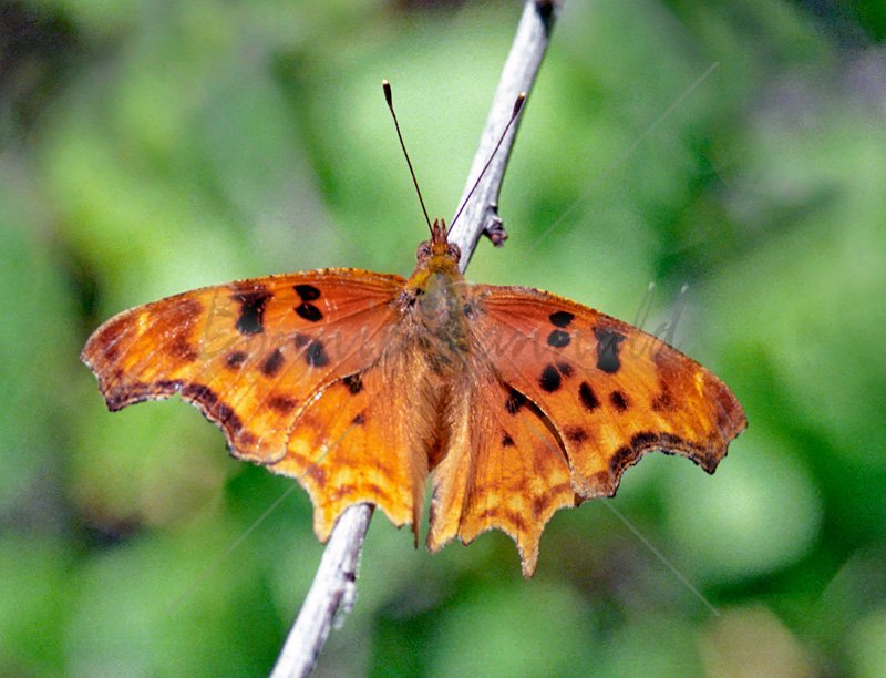 Anglewing Butterfly - Click Image to Close