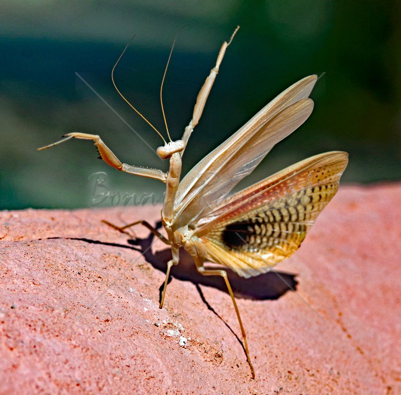 Mantis Dancer - Click Image to Close