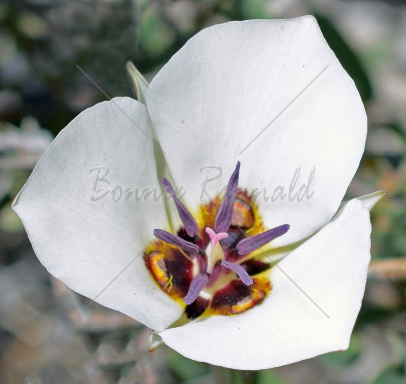 Sego Lilly - Click Image to Close