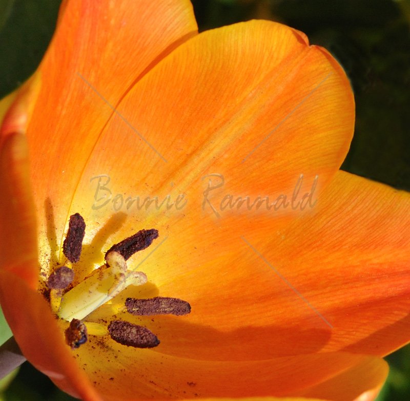 Orange Tulip - Click Image to Close