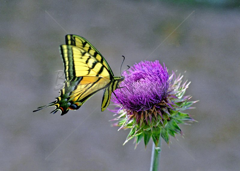 Swallowtail and Thistle - Click Image to Close