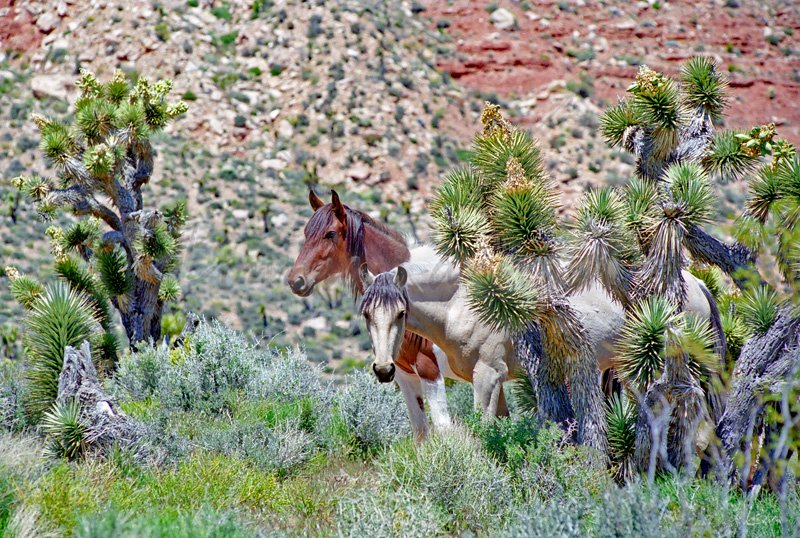 Peekaboo Mares - Click Image to Close