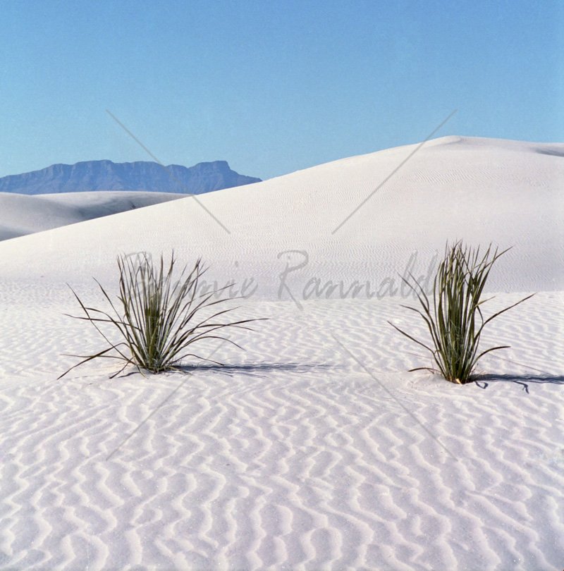 Twin Yuccas - Click Image to Close