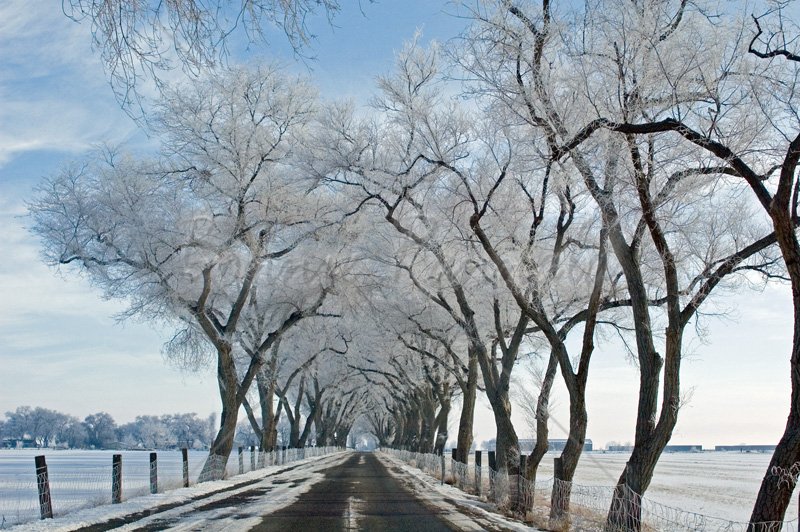 Frost Covered Lane - Click Image to Close