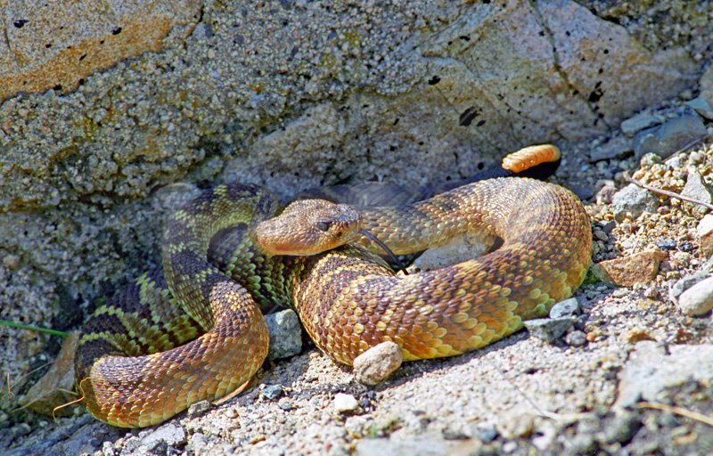 Western Diamondback Rattlesnake - Click Image to Close