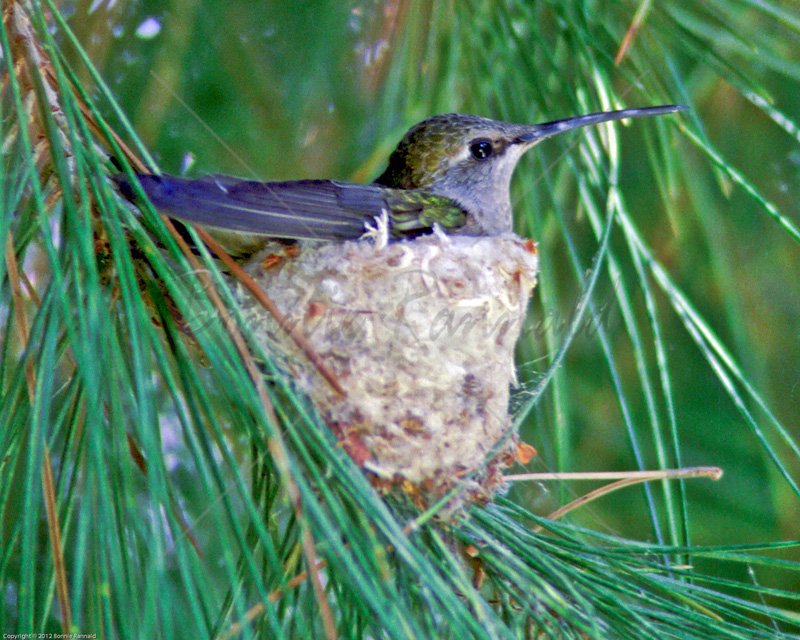 Sitting the Nest - Click Image to Close