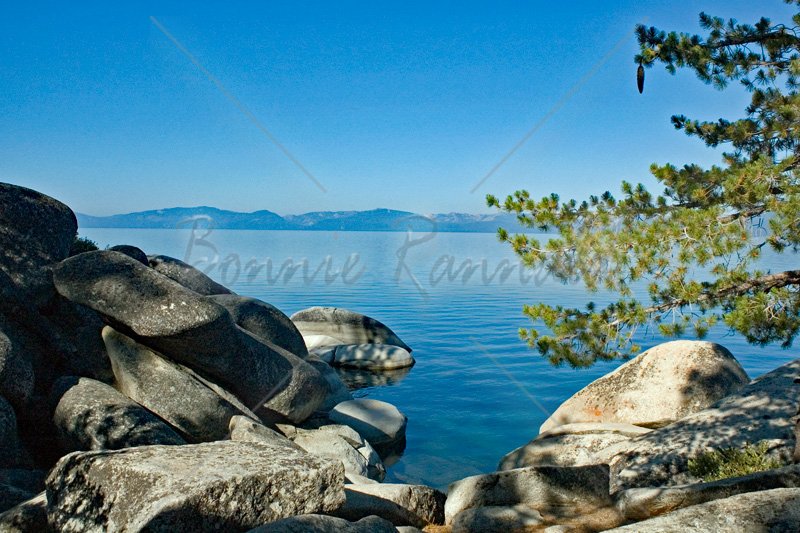 Sugar Pine, Lake Tahoe - Click Image to Close