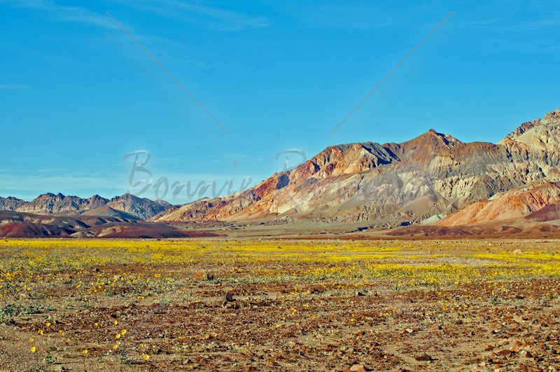 Desert Gold, Death Valley - Click Image to Close