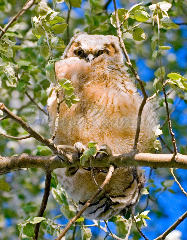 Fledgling Great Horned Owl - Click Image to Close