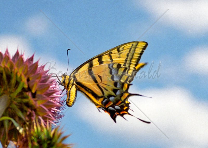 Western Tiger Swallowtail - Click Image to Close