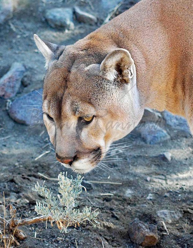 Cougar and Sage - Click Image to Close