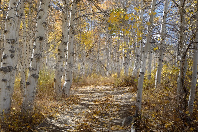 Aspen Trail - Click Image to Close