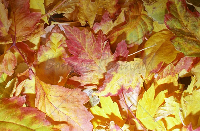 Autumn Collage - Click Image to Close