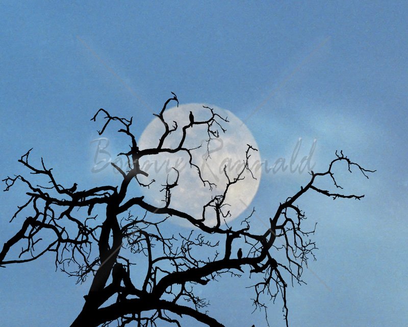 Hanging Tree - Click Image to Close