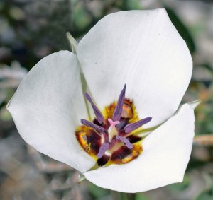 Sego Lilly