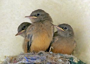 Say's Phoebes