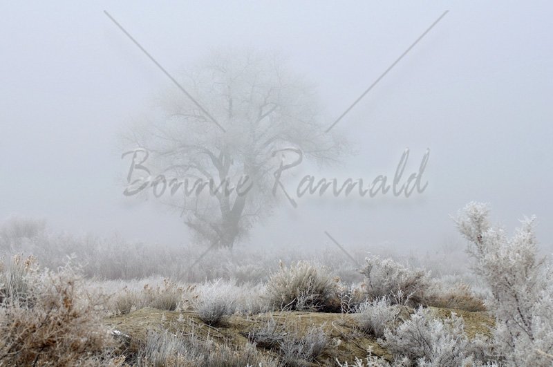 Ghost Tree - Click Image to Close