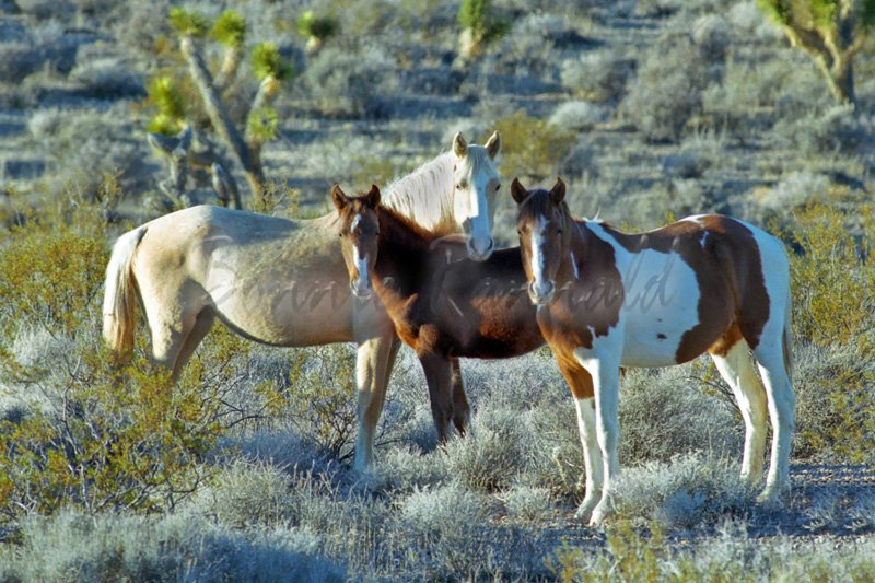 Three Amigos - Click Image to Close