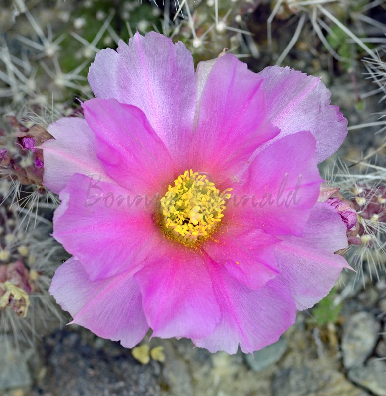 Engelmann's Hedgehog Cactus - Click Image to Close