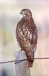 Lady Hawk